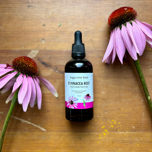 Echinacea Root | Fight Colds