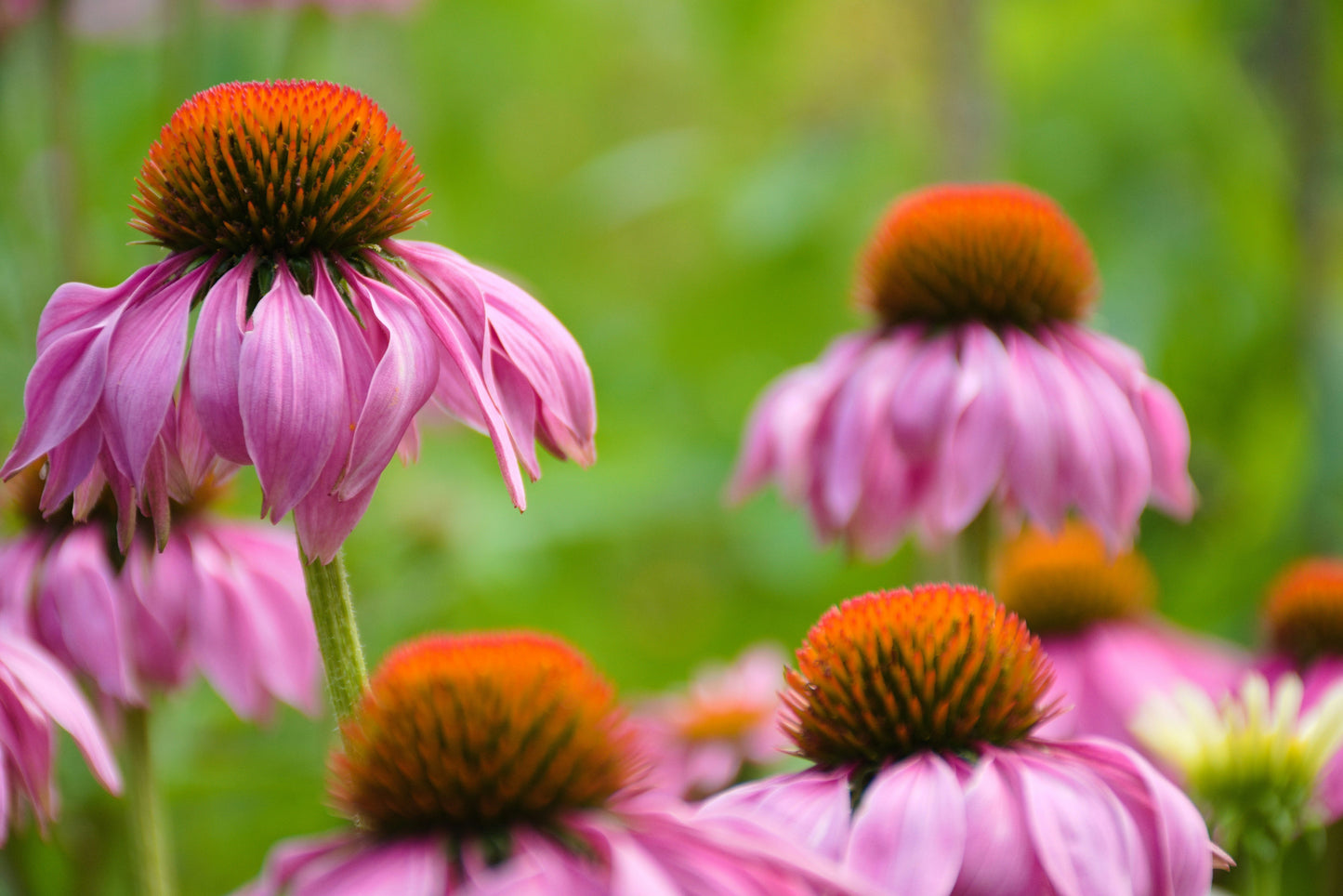 Echinacea Leaf & Flower